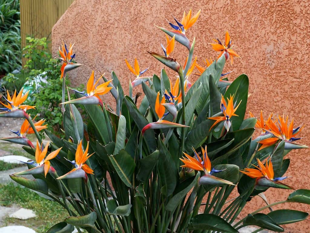 Amazon.com : 1 Live Plant Bird of Paradise | Strelitzia